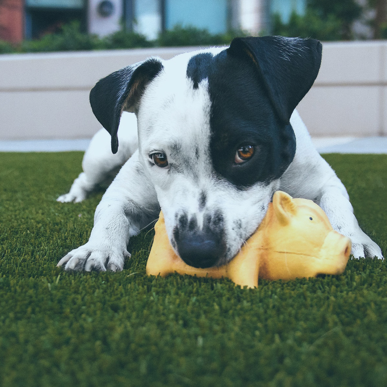 dog with chew toy on grass